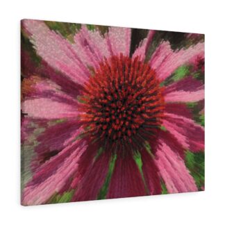 Pink Echinacea